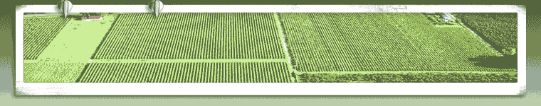 Header Graphic